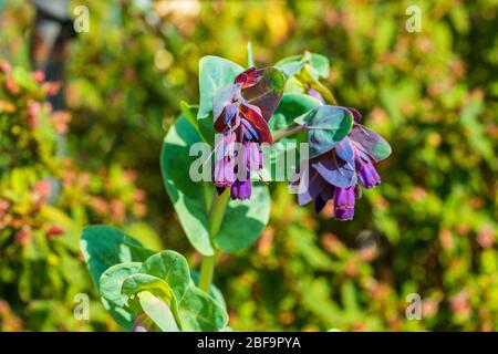 Cerinthe Major Purpurascens (Honigwürze) blüht in einem Garten bei Frühlingssonne; diese Blüten werden von Bienen geliebt Stockfoto