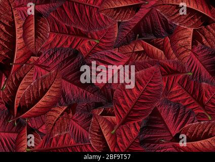 Muster von rotem Weihnachtsstern. Weihnachtliche Poinsettatia-Optik. Hintergrundmuster von Poinsetttia. Stockfoto