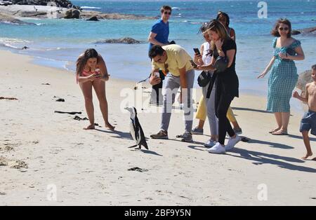 Touristen jagen einen einzigen Jackass Pinguin, der auf dem Sand von Boulders Beach spazierengeht. In Simon's Town, wo eine Pinguinkolonie lebt. Südafrika, Afrika. Stockfoto