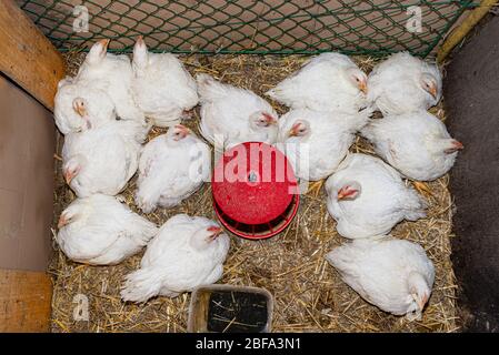 Leghorn Hühner in einem kleinen Laufstall mit einem roten Futterhäuschen in der Mitte, Draufsicht. Stockfoto