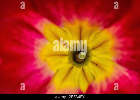 Nahaufnahme einer roten primel (primula) Stockfoto
