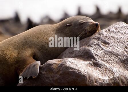 Braunpelzrobbe oder Kap-Pelzrobbe (arctocephalus pusillus) am Kap-Kreuz in Namibia, Südafrika Stockfoto