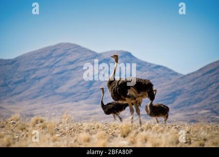 Drei Strauße (Struthio camelus) im Grasland vor Bergkulisse. Gedreht in Namibia, Südafrika. Querformat. Stockfoto