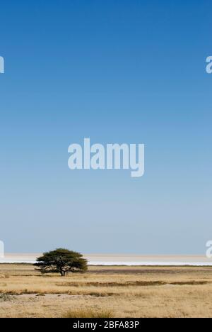 Baum am Rande einer Salzpfanne im Etosha Nationalpark im Norden Namibias. Stockfoto