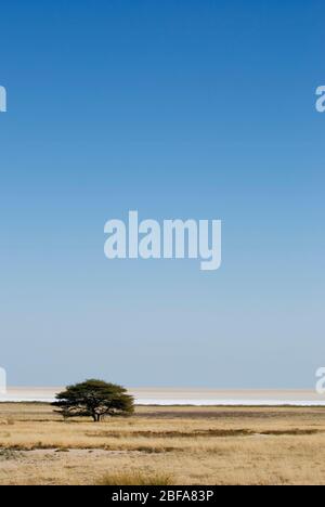 Einzelne Akazienbäume auf der afrikanischen Savanne in der Nähe von Fisher's Pan im Etosha-Nationalpark, Namibia. Stockfoto