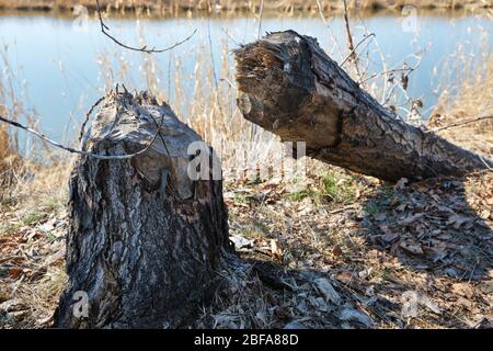 Gefallener Baum am Ufer des Flusses, der von Bibern erodiert wurde Stockfoto