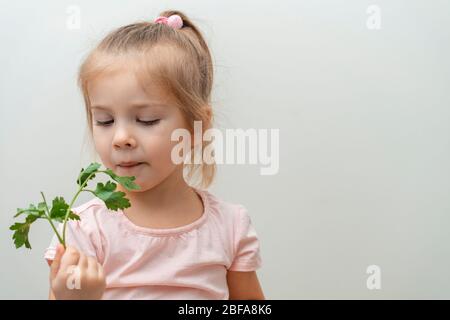 Ein kleines Mädchen mit einem unzufrieden Blick kaut ein Bündel Petersilie auf einem hellen glatten Hintergrund. Mangel an Gemüse in Babynahrung Stockfoto