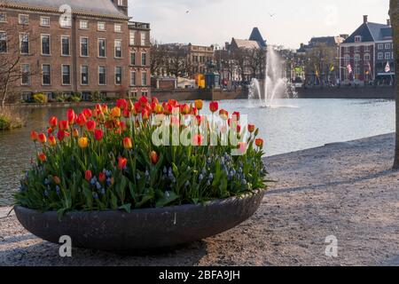 Blick auf den Hofvijver und den Hofteich, angrenzt an das Museum Mauritshuis und den Binnenhof, in dem sich der Generalstaat und der Premierminister der befinden Stockfoto