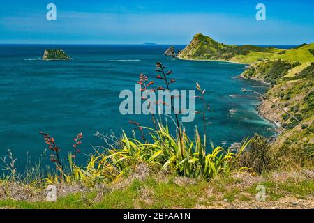 Flachs (Phormium Tenax) Pflanzen, Fletcher Bay, Blick von Fletcher Bay Road, Coromandel Halbinsel, Waikato Region, Nordinsel, Neuseeland Stockfoto