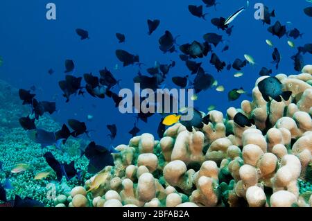 Riff landschaftlich mit Rotzahn Triggerfische, Odonus niger, Wakatobi National Park, Sulawesi Indonesien. Stockfoto