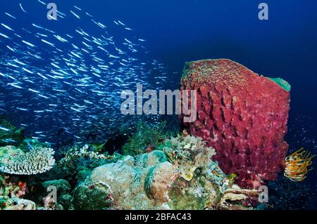 Riff landschaftlich mit Fass Schwamm Sulawesi Indonesien. Stockfoto