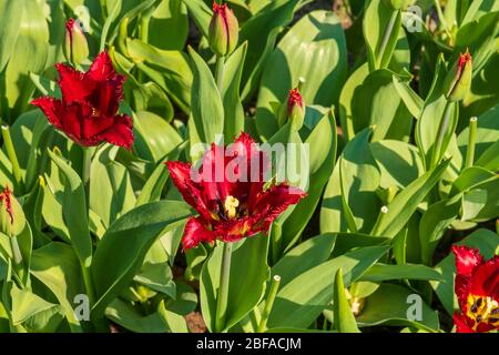 Ein Blick auf Tulpenfelder im Frühling, Holland, Niederlande Stockfoto