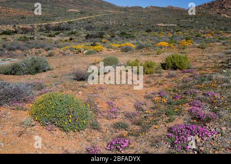 Wilde Blumen und malerische Ausblicke in der Nähe von Garies in Namaqualand, Nordkap, Südafrika Stockfoto