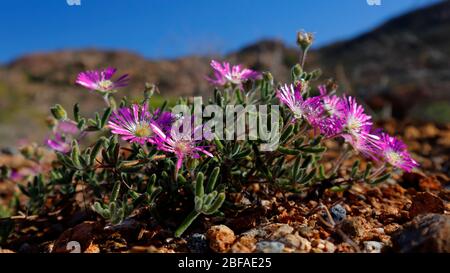 Wilde Blumen und malerische Ausblicke in der Nähe von Garies in Namaqualand, Nordkap, Südafrika Stockfoto