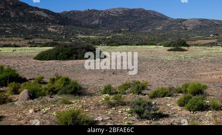 Wilde Blumen und malerische Ausblicke in der Nähe von Garies in Namaqualand, Nordkap, Südafrika Stockfoto