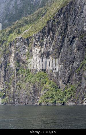 Landschaft mit glänzenden schwarzen Felsen von Klippen und üppiger Regenwaldvegetation am Fjordufer, aufgenommen in hellem Licht am Milford Sound, Southland, South Isl Stockfoto