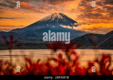 Landschaftsbild von Mt. Fuji über dem Motosu-See mit Herbstlaub bei Sonnenuntergang in Yamanashi, Japan. Stockfoto