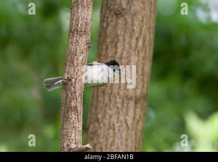 Männlich Blackcap, Sylvia atricapilla, thront auf Zweig, London, Großbritannien Stockfoto