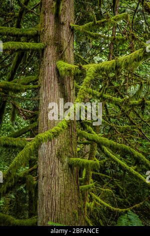 Eine Zeder mit Ästen, die mit Moos bedeckt sind, Tiger Mountain, Washington. Stockfoto