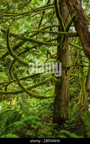 Eine Zeder mit Ästen, die mit Moos bedeckt sind, Tiger Mountain, Washington. Stockfoto