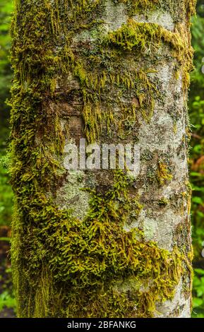 Ein Roterle Baum, bedeckt mit Moos und Flechten. Tiger Mountain, Washington. Stockfoto