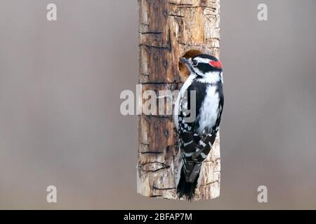 Flauschige Holzspechte männlich und weiblich Stockfoto