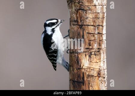 Flauschige Holzspechte männlich und weiblich Stockfoto