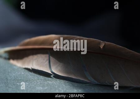 Fragment der Vogelfeder mit Wassertropfen. Stockfoto