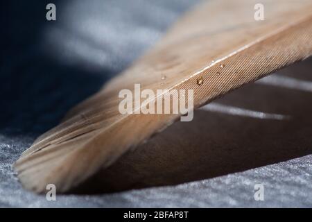 Fragment der Vogelfeder mit Wassertropfen. Stockfoto