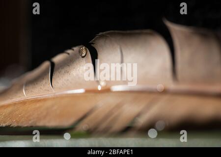 Fragment der Vogelfeder mit Wassertropfen. Selektiver Fokus Stockfoto