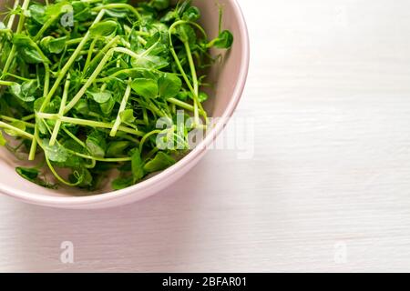 Rosa Schale mit Bio frisch geernteten Erbsensprossen auf weißem Holztisch, kopieren Raum für Text Stockfoto