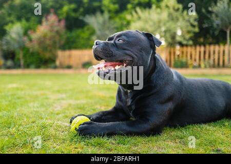 Staffordshire Bull Terrier liegt auf Gras im Profil hält einen Tennisball. Er ist auf Gras und hinter ihm ist ein Zaun. Stockfoto