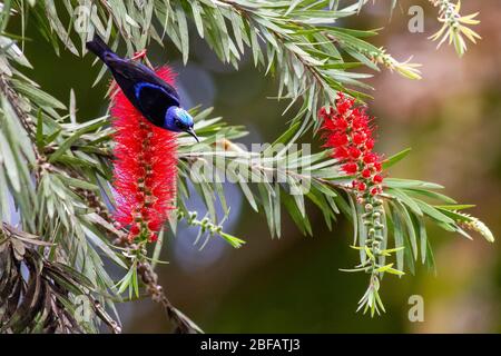 Rotbeinige Honigfressende (Cyanerpes cyaneus), Männchen, Fütterung von roten Flaschenbürstenblüten in einem purpurnen Callistemon-Baum, Kuba Stockfoto