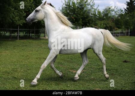 Graues reinrabiges andalusisches Pferd mit langer Mähne, die über grüne Weide galoppieren Stockfoto