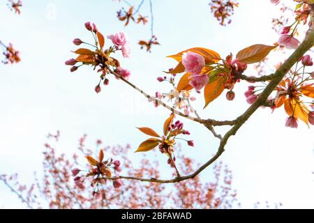 Zarte Äste am blauen Himmel während der Kirschblüte (Sakura, Hanami) auf einer japanischen Kirsche (Prunus serrulata). Stockfoto