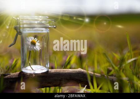 Ätherisches Öl und Kamillenblüten - BACH-Therapie. Flaschen mit ätherischen Ölen und Kräutern auf weißer Oberfläche. Stockfoto