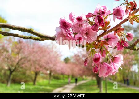 Nahaufnahme der Kirschblüte (Sakura) auf einem japanischen Kirschbaum (Prunus serrulata). In der japanischen Kultur wird die Frühlingsblüte als Hanami gefeiert. Stockfoto