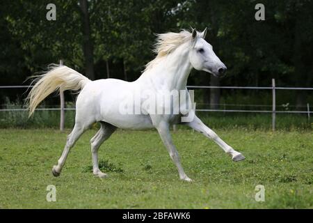 Graues reinrabiges andalusisches Pferd mit langer Mähne, die über grüne Weide galoppieren Stockfoto