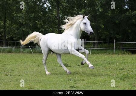 Graues reinrabiges andalusisches Pferd mit langer Mähne, die über grüne Weide galoppieren Stockfoto