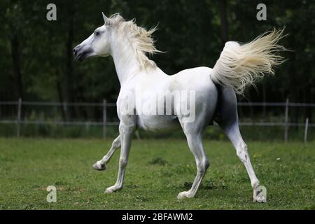 Graues reinrabiges andalusisches Pferd mit langer Mähne, die über grüne Weide galoppieren Stockfoto