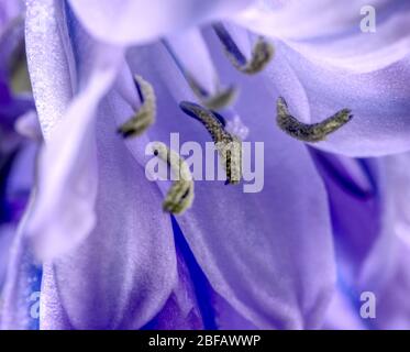 Nahaufnahme der Makroaufnahme von Bluebell Stockfoto