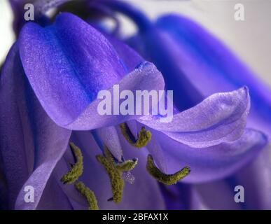 Nahaufnahme der Makroaufnahme von Bluebell Stockfoto