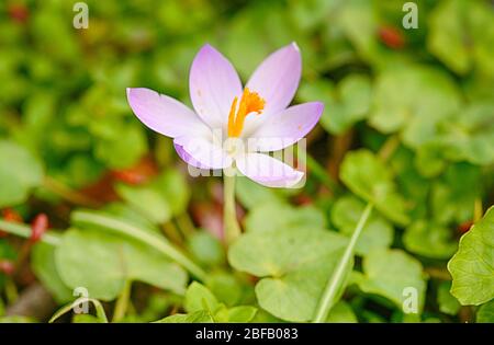 Einzelne Krokus Blume auf dem Grün Stockfoto
