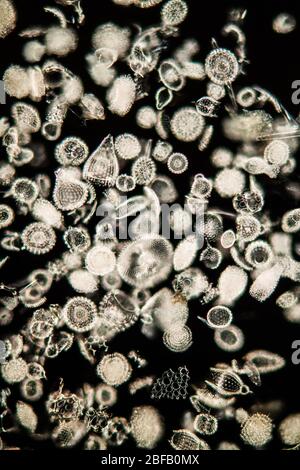 Radiolaria Meerestiere unter dem Mikroskop 100x Stockfoto