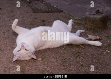 Weiße Katze liegt auf dem Rücken Stockfoto
