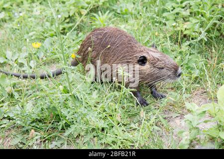 Die Muskrat (Ondatra Zibethica), die ihr Fell im Wasser aufstöhnt Stockfoto