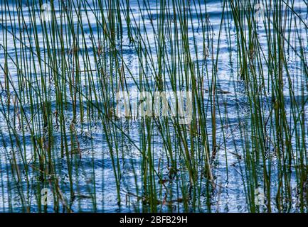 Schilf wächst am Rande eines Sees. Erstaunliche Reflexionen im Wasser unten. Stockfoto