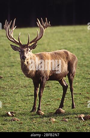 Hirsch mit Geweih auf Wiese Stockfoto
