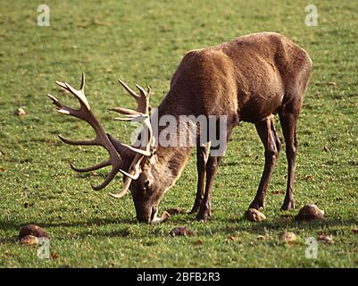 Hirsch mit Geweih auf Wiese Stockfoto