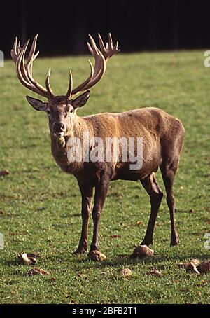 Hirsch mit Geweih auf Wiese Stockfoto